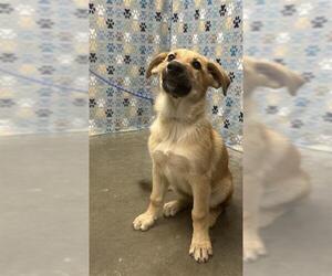 Black Mouth Cur-Unknown Mix Dogs for adoption in Rosenberg, TX, USA