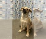 Small Black Mouth Cur Mix