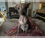 Small Photo #8 Chinese Crested Puppy For Sale in SOUTHERN PINES, NC, USA