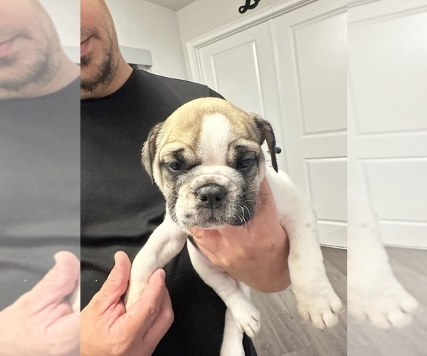 Medium Photo #8 English Bulldog Puppy For Sale in WEEKI WACHEE, FL, USA