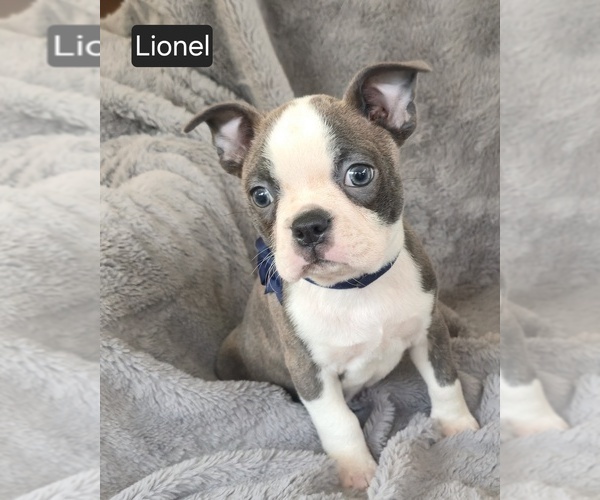 Medium Photo #6 Boston Terrier Puppy For Sale in MINERAL WELLS, WV, USA