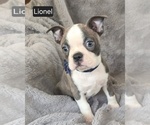 Small #5 Boston Terrier