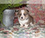 Small Photo #3 Pembroke Welsh Corgi Puppy For Sale in MILLERSBURG, OH, USA