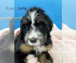 Puppy Luna Bernedoodle