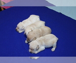 Small #5 Labrador Retriever
