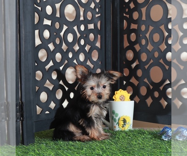 Medium Photo #4 Yorkshire Terrier Puppy For Sale in MOUNT VERNON, OH, USA