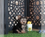 Small #3 Yorkshire Terrier