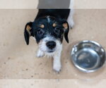 Small #1 Mutt
