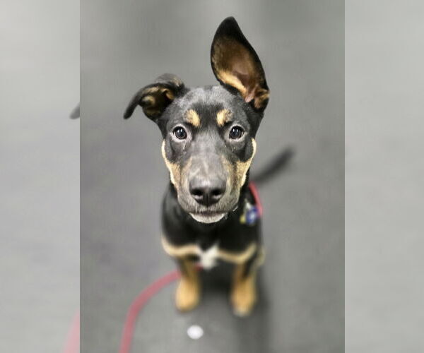 Medium Photo #1 Mutt Puppy For Sale in Sandy, UT, USA