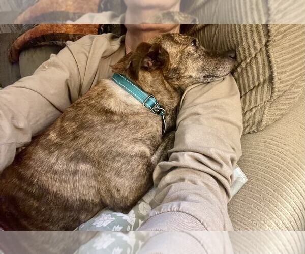 Medium Photo #13 Feist Terrier-Unknown Mix Puppy For Sale in Arlington, VA, USA