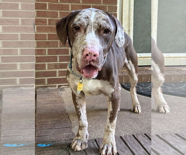 Medium Photo #3 Catahoula Leopard Dog-Unknown Mix Puppy For Sale in Rural Hall, NC, USA