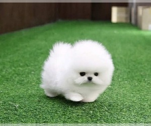 Pomeranian Puppy for sale in FULTON, MO, USA