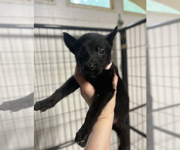 Medium Photo #1 Mutt Puppy For Sale in Imlay City, MI, USA