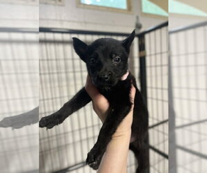 Mutt Dogs for adoption in Imlay City, MI, USA