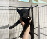 Small Mutt