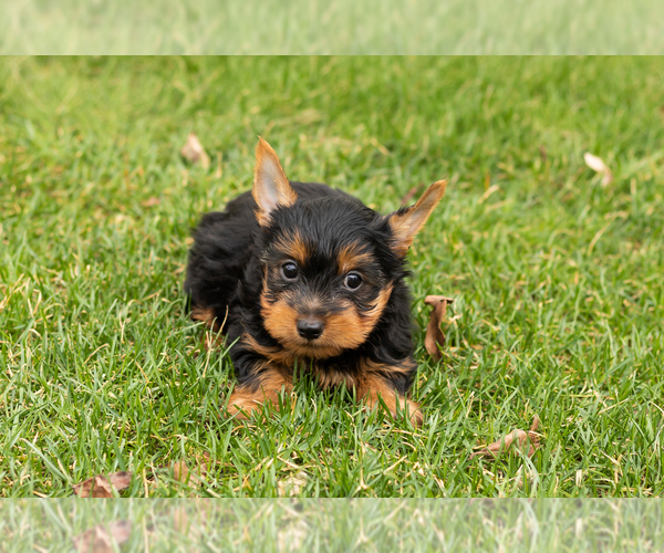 Medium Photo #4 Yorkshire Terrier Puppy For Sale in NAPPANEE, IN, USA