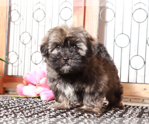 Shorkie Tzu Puppy for sale in NAPLES, FL, USA