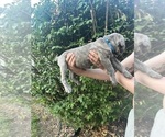 Small #8 Cane Corso