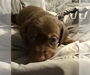 Dachshund Puppy for sale in CROSSVILLE, TN, USA