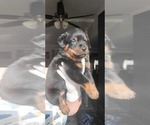 Small Photo #21 Rottweiler Puppy For Sale in PENSACOLA, FL, USA