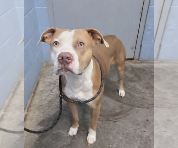 Medium Photo #4 Mutt Puppy For Sale in Evansville, IN, USA