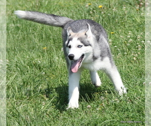 Siberian Husky Puppy for sale in EXCELSIOR SPRINGS, MO, USA
