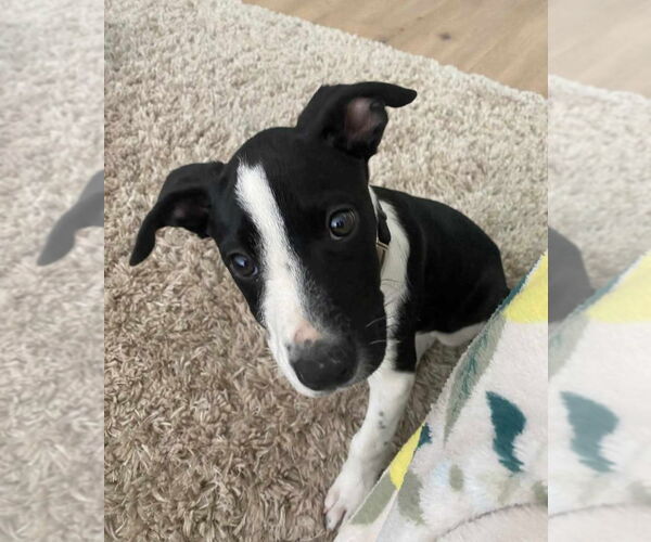 Medium Photo #4 Border Collie-Unknown Mix Puppy For Sale in Tampa, FL, USA