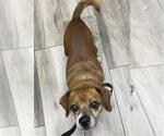 Small Chihuahua Mix