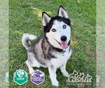 Small #2 Siberian Husky