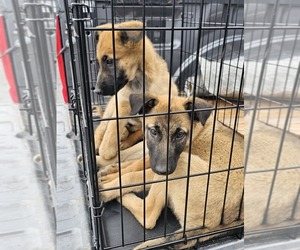 Malinois Puppy for sale in LAWRENCEVILLE, GA, USA