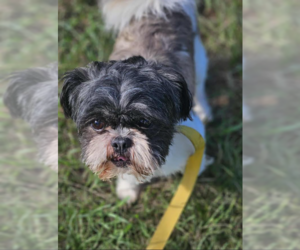 Shih Tzu-Unknown Mix Dogs for adoption in Cranston, RI, USA