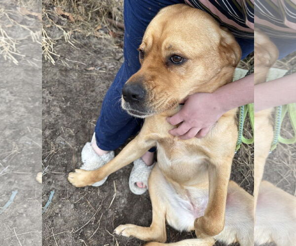 Medium Photo #11 Labrador Retriever-Unknown Mix Puppy For Sale in Garner, NC, USA