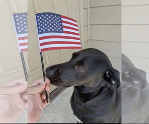 Labrador Retriever-Unknown Mix Dogs for adoption in SHERBURNE, NY, USA