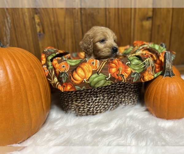 Medium Photo #2 Goldendoodle Puppy For Sale in NEOLA, WV, USA