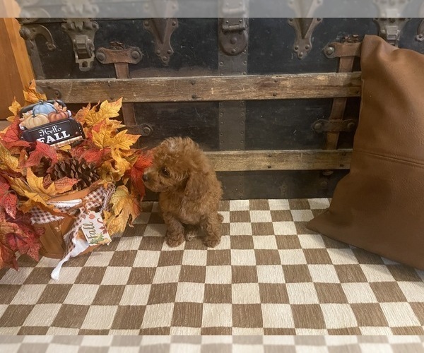 Medium Photo #2 Cavapoo (Miniature) Puppy For Sale in FULTON, KS, USA