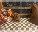 Small #1 Cavapoo (Miniature)