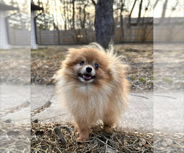 Medium Photo #1 Pomeranian Puppy For Sale in Andover, MN, USA