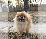 Small Pomeranian
