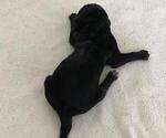 Small Photo #2 German Shorthaired Pointer Puppy For Sale in KENDALL, FL, USA