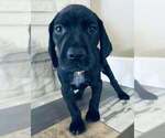 Puppy Ozzy German Shorthaired Pointer