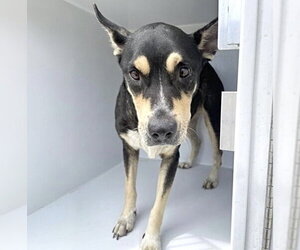 Shepweiller Dogs for adoption in Houston, TX, USA
