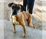 Small #1 Boxer