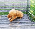 Small Photo #9 Golden Retriever Puppy For Sale in LEON, KS, USA