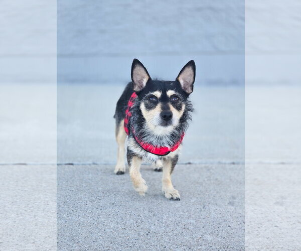 Medium Photo #2 Chihuahua-Unknown Mix Puppy For Sale in Sandy, UT, USA