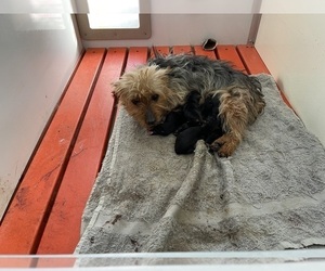 Mother of the Yo-Chon puppies born on 07/12/2025