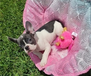 French Bulldog Puppy for sale in SAINT AUGUSTINE, FL, USA