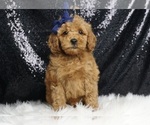 Puppy Fitbit AKC Poodle (Miniature)