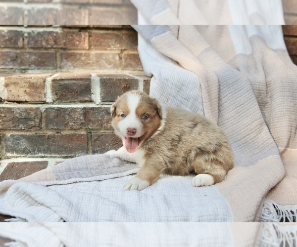 Medium Photo #2 Australian Shepherd Puppy For Sale in CHARLESTOWN, IN, USA
