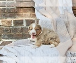 Small Photo #2 Australian Shepherd Puppy For Sale in CHARLESTOWN, IN, USA