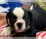 Small Photo #7 Bulldog Puppy For Sale in PEACHLAND, NC, USA